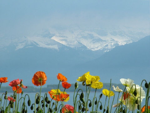 Blumen und Berge